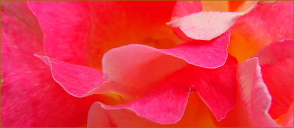 Rosa Reveil Dijonnaise