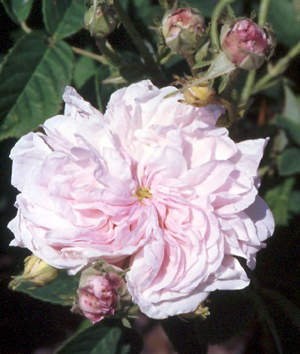 Rosa Agatha incarnata - Europa circa 1800 -