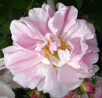 Rosa Celsiana - Prima del 1750 -