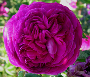 Rosa Charles de Milles - data sconosciuta, molto antica -