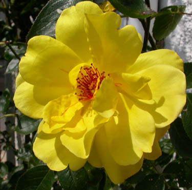 Rosa Golden Shower - Usa 1956 -