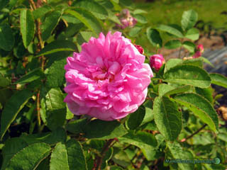 Rosa Quatre Season - Medio Oriente, molto antica -