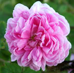 Rosa Soupert et Notting - Francia 1874 -