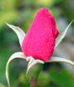 Rosa Vanity - Inghilterra 1920 -