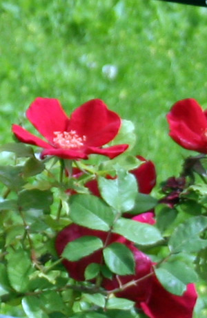 Rosa Altissimo - Francia 1967