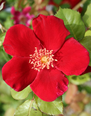 Rosa Altissimo - Francia 1967 