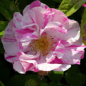 Rosa gallica versicolor - Europa, Asia sud occidentale, molto antica -