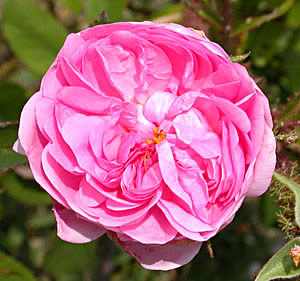 Rosa 'Centifolia muscosa' - XVII secolo -