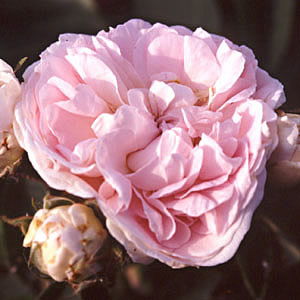 Rosa Felicite Parmentier