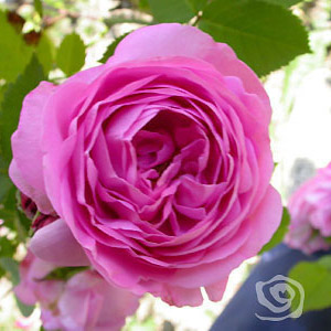 Rosa 'Louise Odier' - Francia 1851 