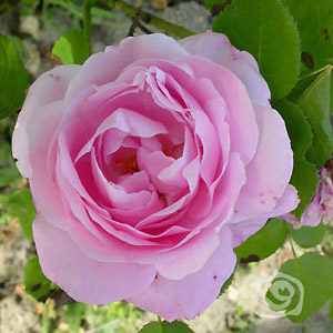 Rosa Baronesse Rotschild