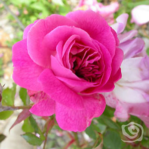 Rosa Reine des Violettes