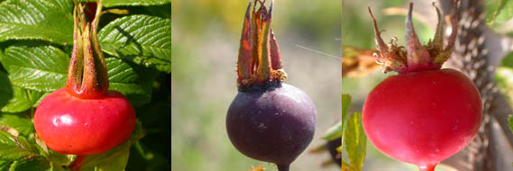 Tre differenti varietà di bacche