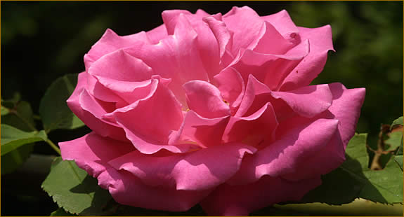 Rosa Zephirine Drouhin