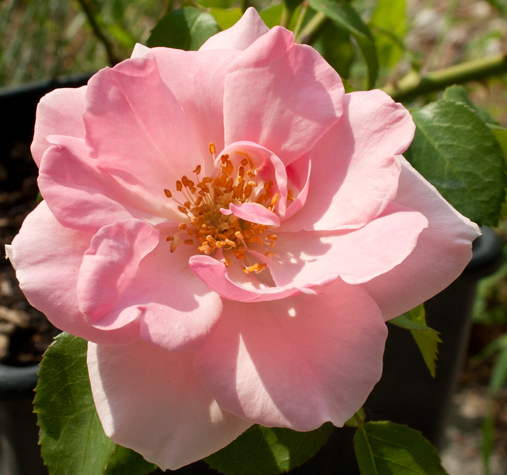 Rosa Benedetta