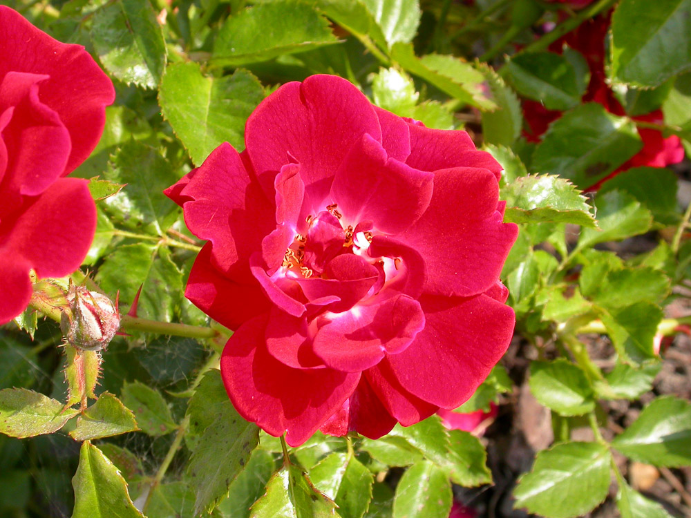 Rose Fiona