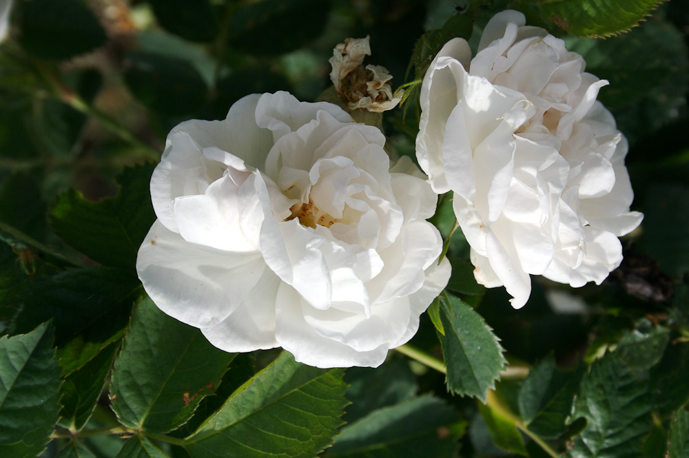 Rose : Kronprinzessin Viktoria