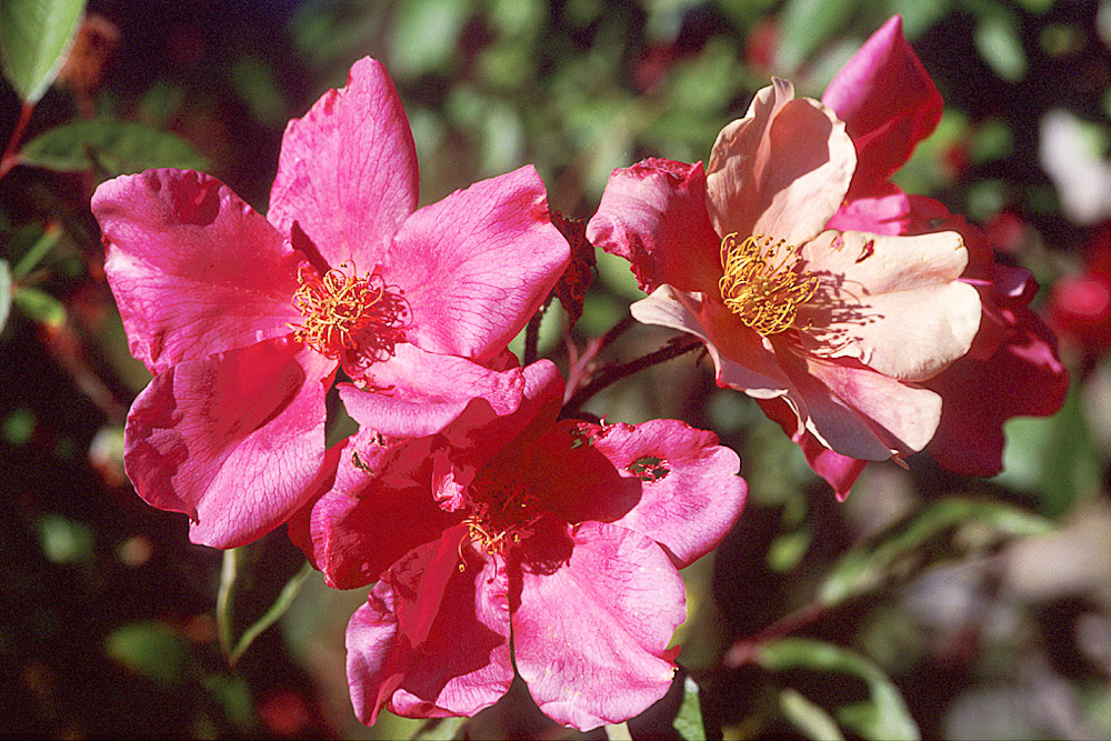 Rose Mutabilis