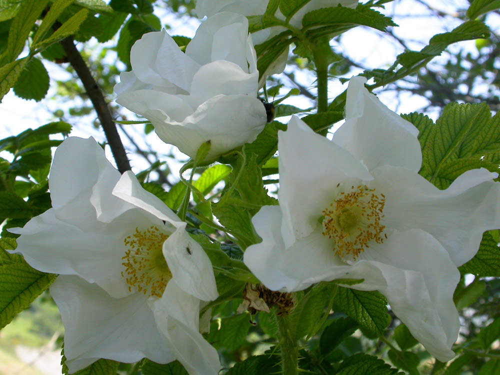 Rose : R. rugosa alba