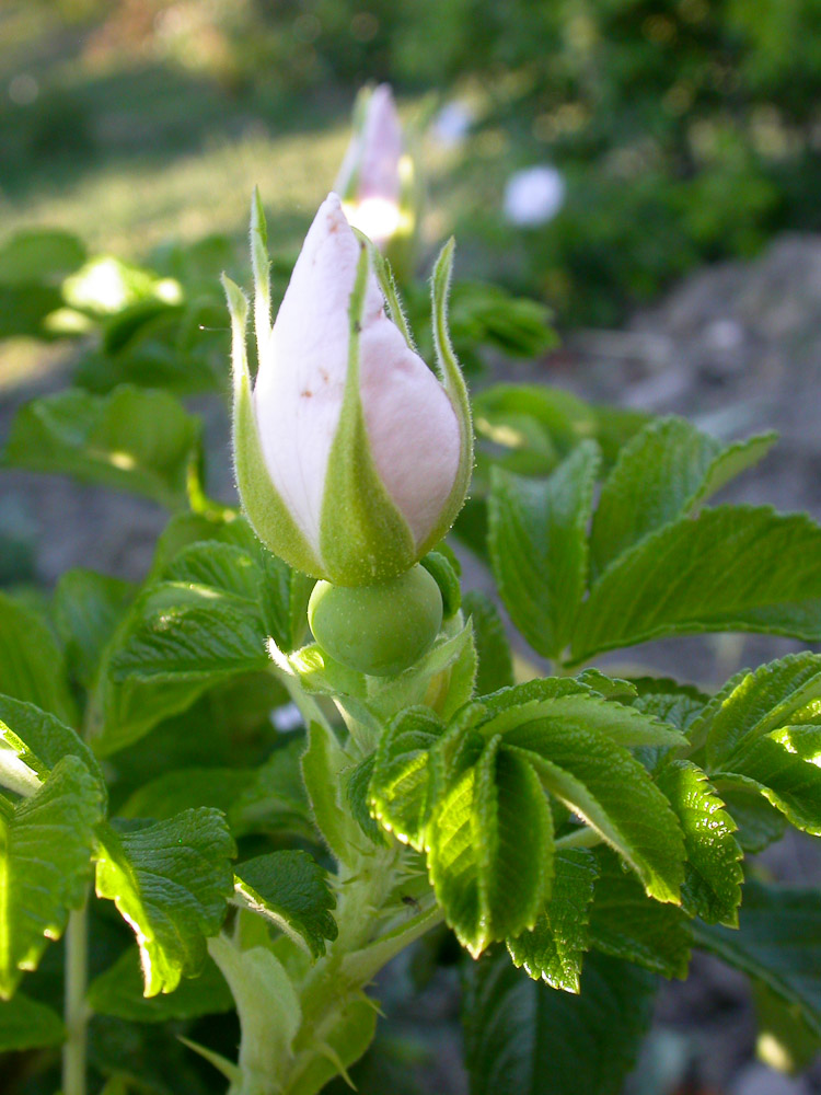 Rose : R. rugosa alba