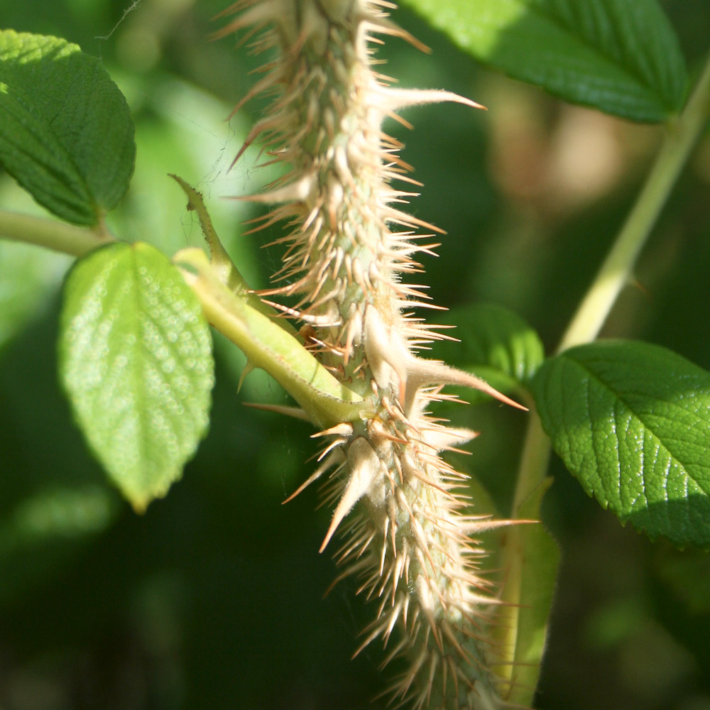 Rose : R. rugosa typica