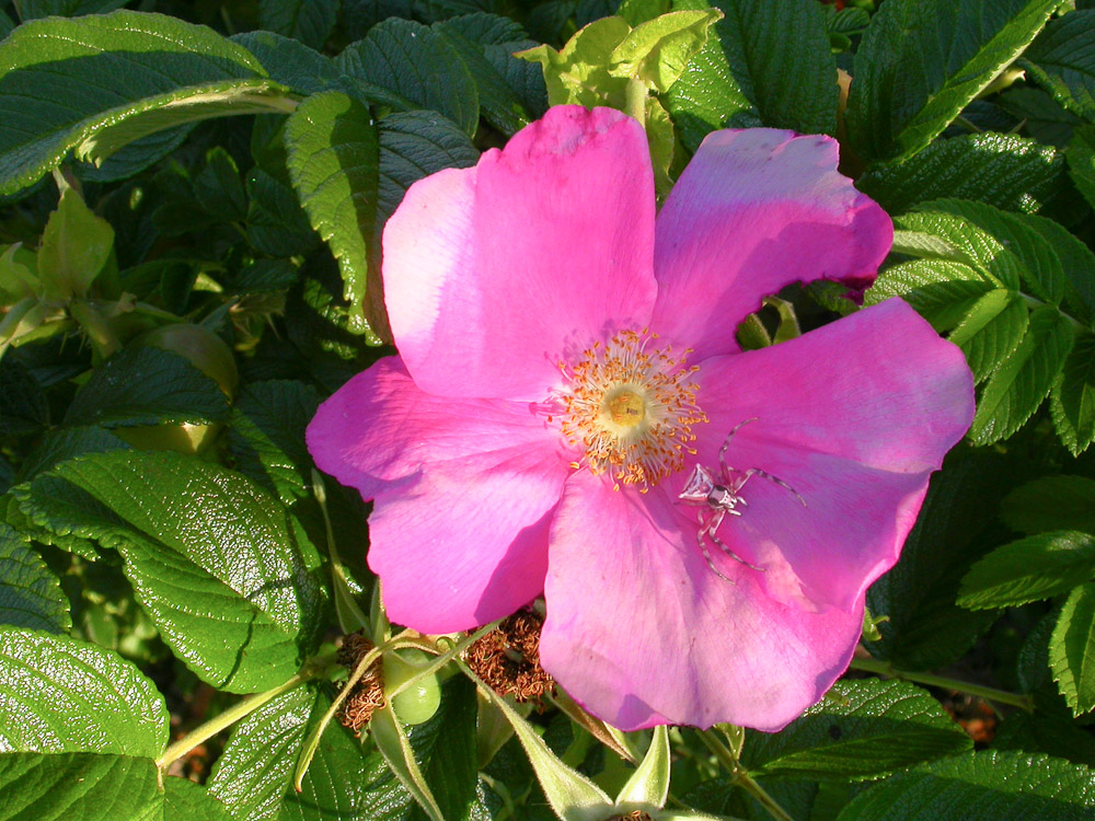Rose : R. rugosa typica