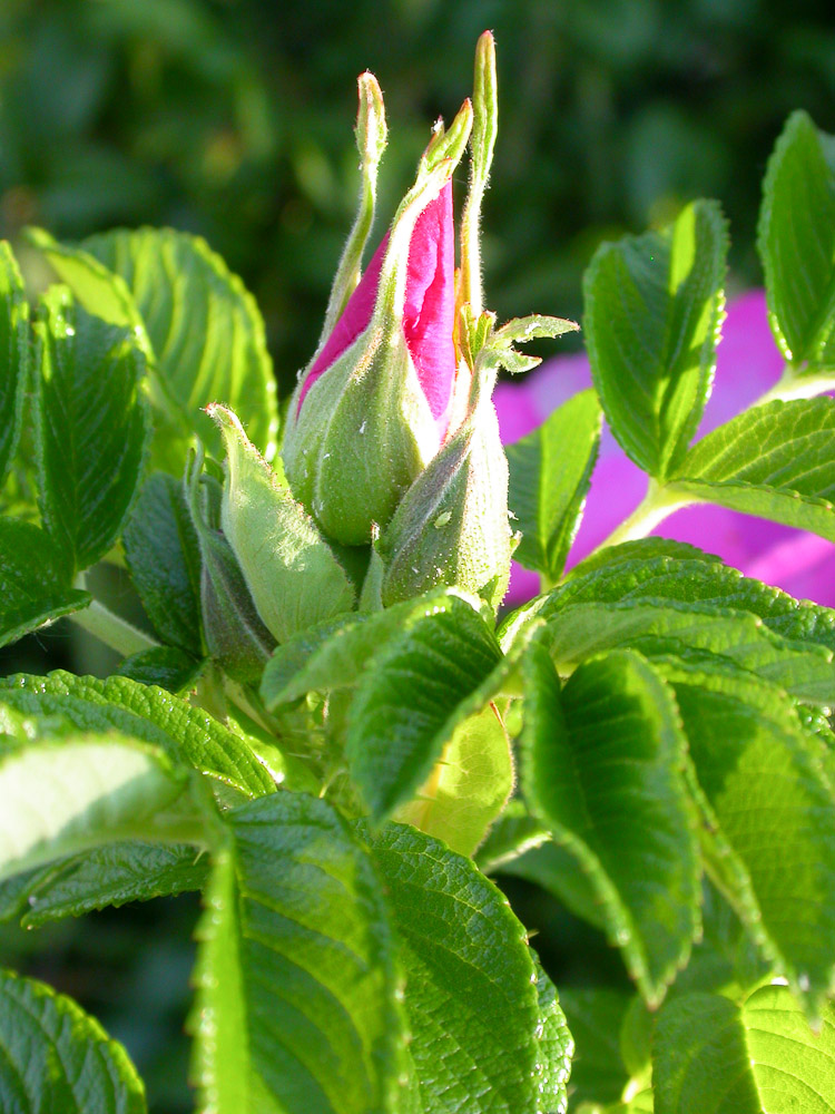 Rose : R. rugosa typica