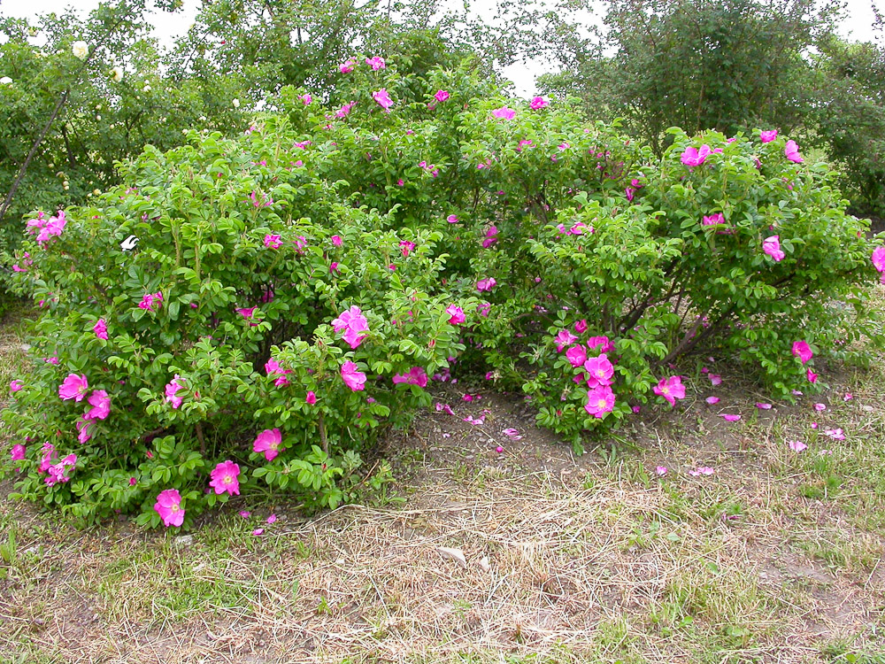 Rose : R. rugosa typica
