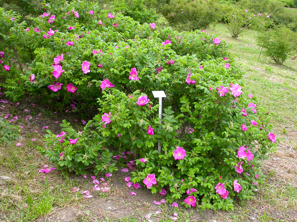 Rose : R. rugosa typica