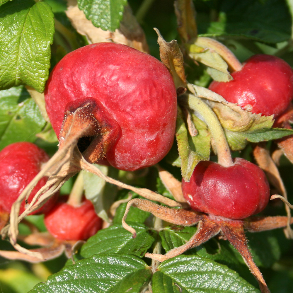 Rose : R. rugosa typica