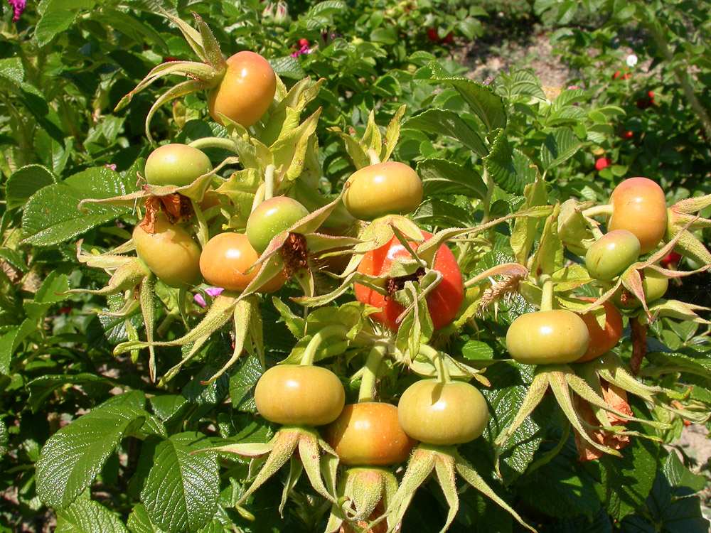 Rose : R. rugosa typica