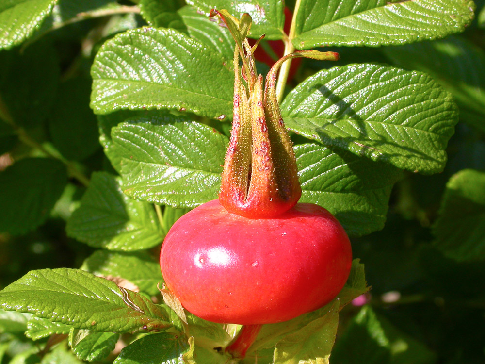 Rose : R. rugosa typica