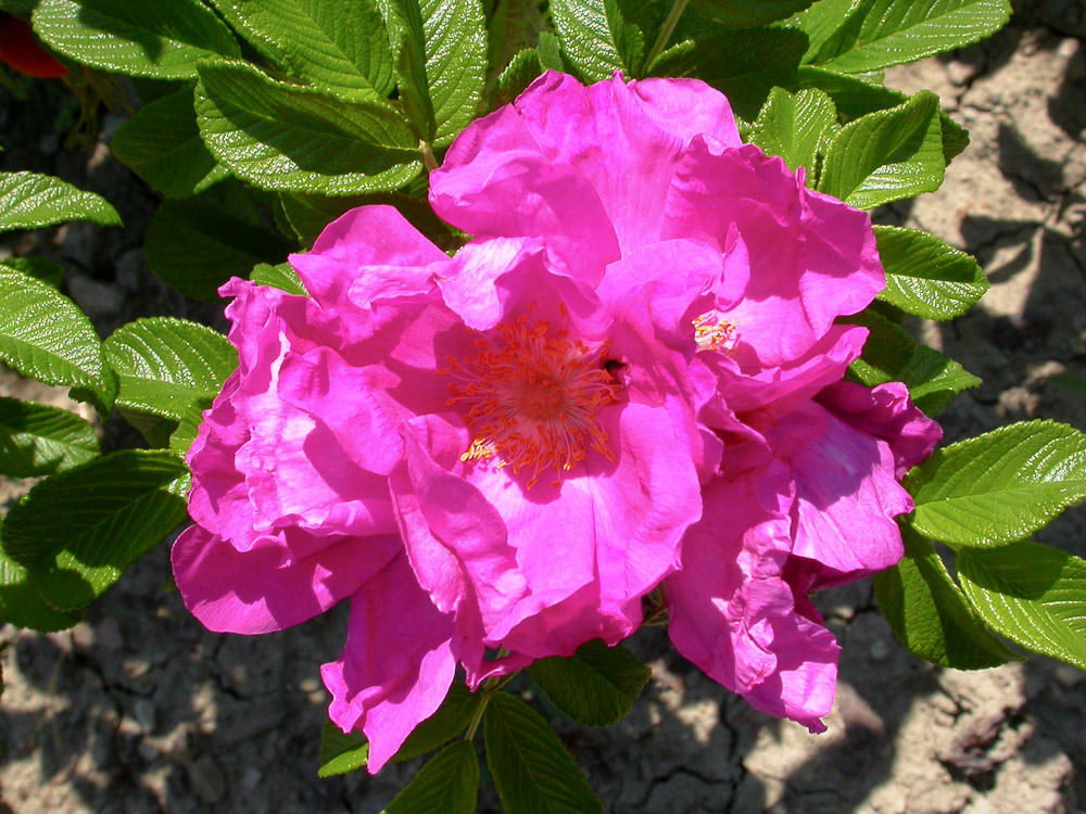 Rose : R. rugosa typica