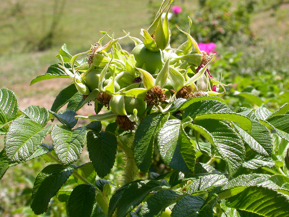 Rose : R. rugosa typica
