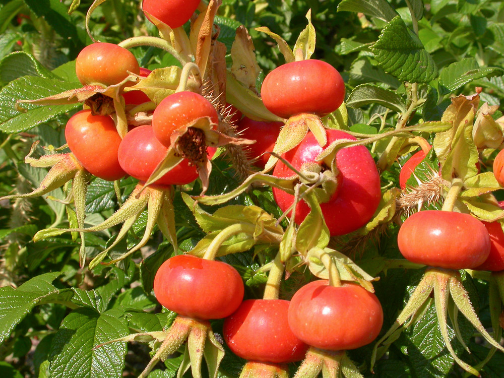 Rose : R. rugosa typica