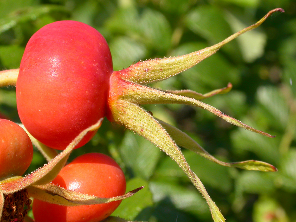 Rose : R. rugosa typica
