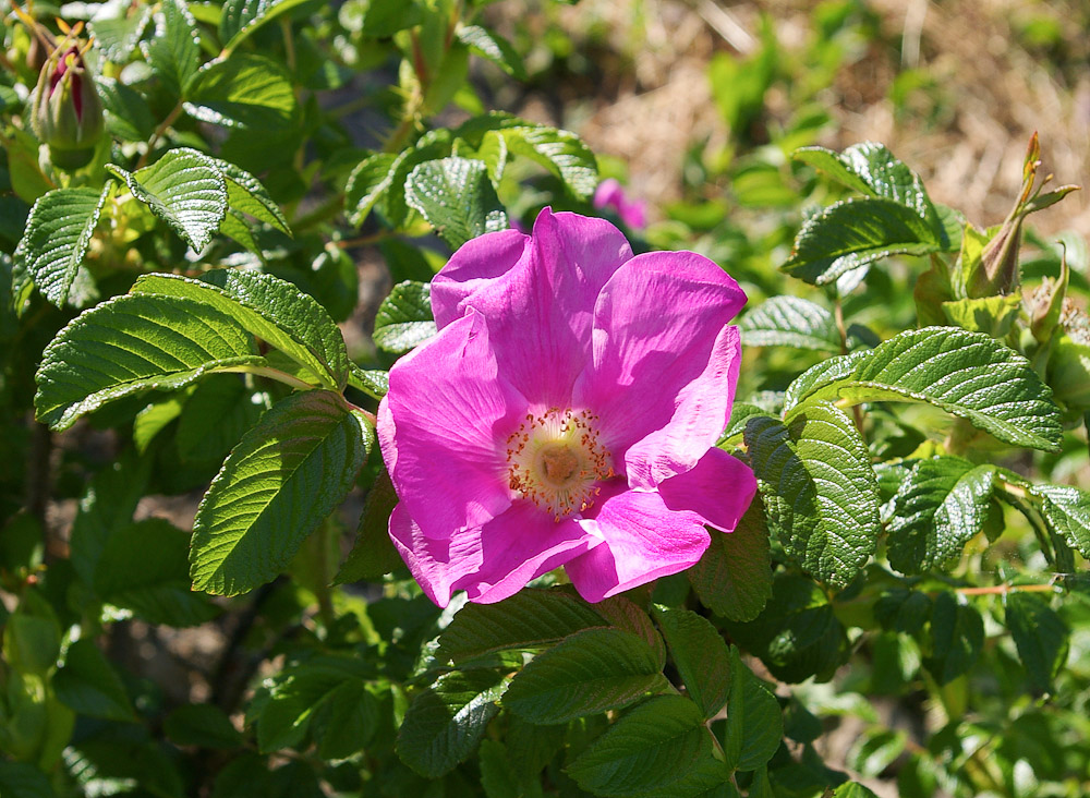 Rose : R. rugosa typica