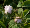 rosa, blanchefleur, museo della rosa antica