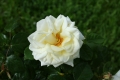 gardenia-3