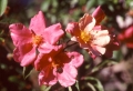 Mutabilis