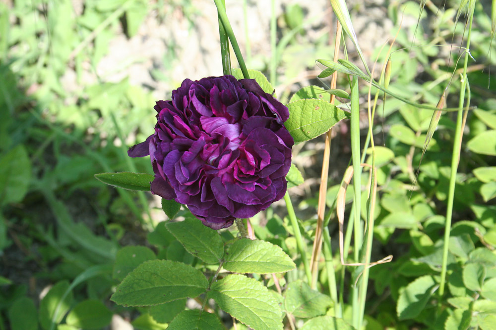 Rose : Robert le Diable