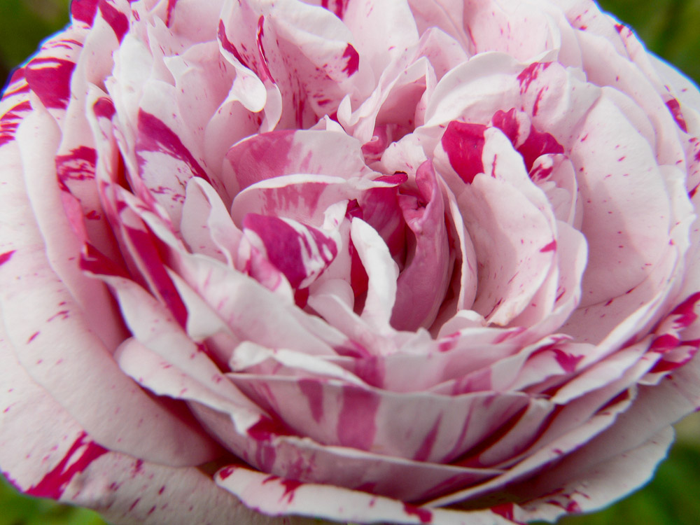 Rose : Variegata di Bologna