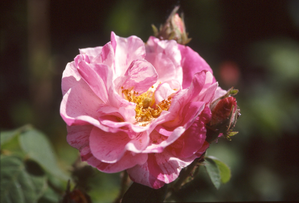 Rose : York and Lancaster