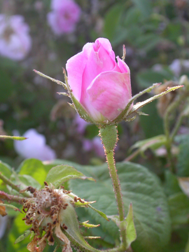 Rose : York and Lancaster
