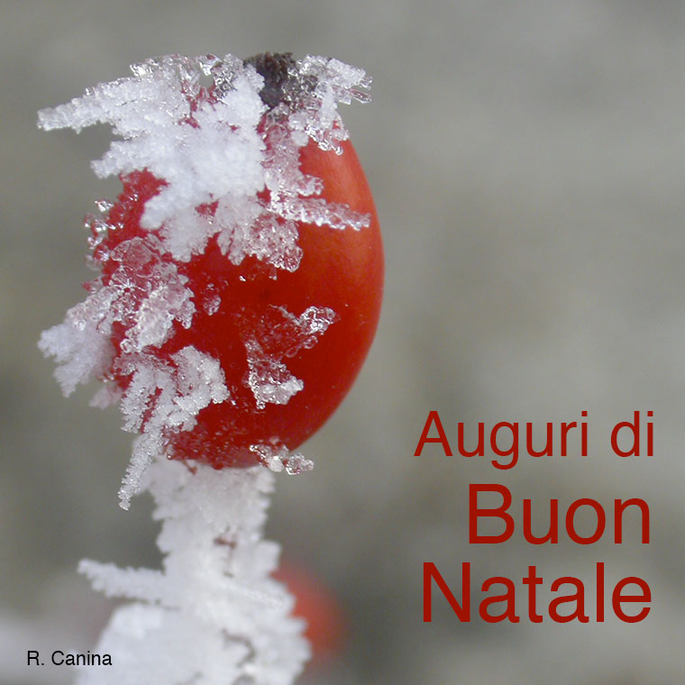 Auguri di Buon Natale dal Museo Giardino della Rosa Antica